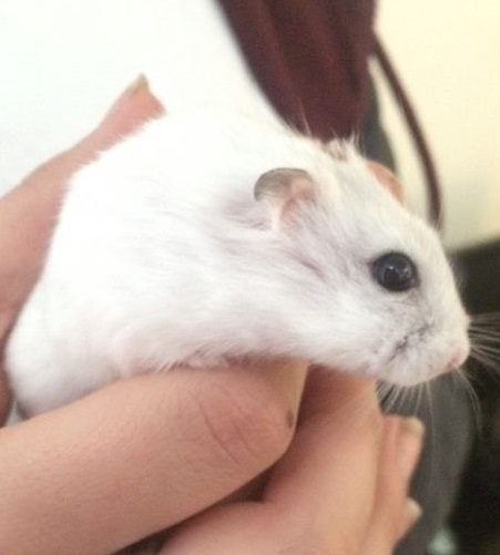 Russian Dwarf Hamster Facts &amp; Care - Campbell Hamsters